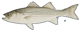 Striped Bass