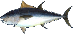 Bluefine Tuna