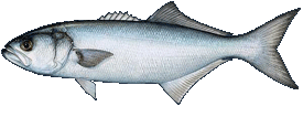 Bluefish