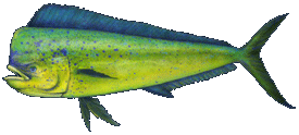 Mahi