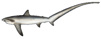 Thresher Shark