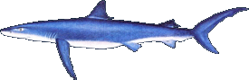 Blue Shark