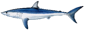 Mako Shark