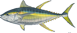 Yellowfin Tuna